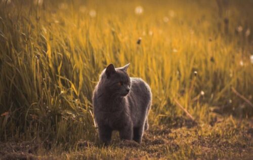 Welche Katze passt zu mir?